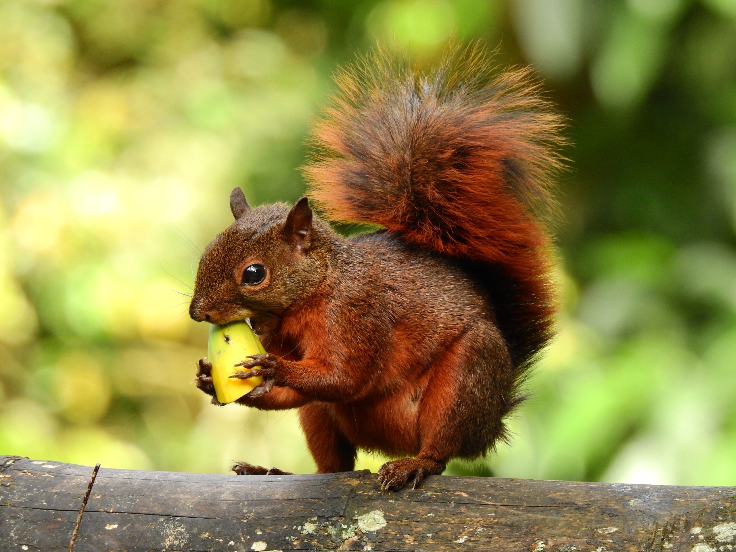 Sciurus-granatensis-Ardilla-colirroja-scaled